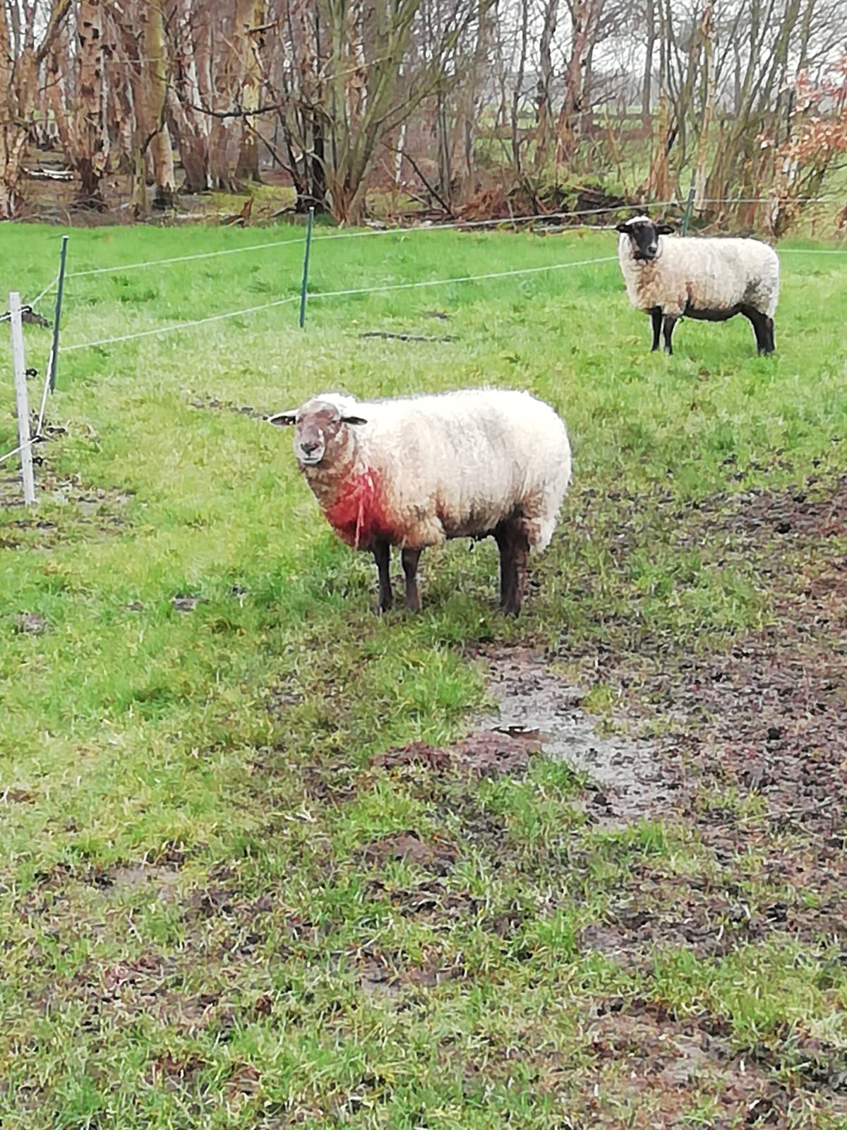 Verletztes Schaf