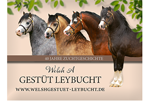 Gestüt Leybucht